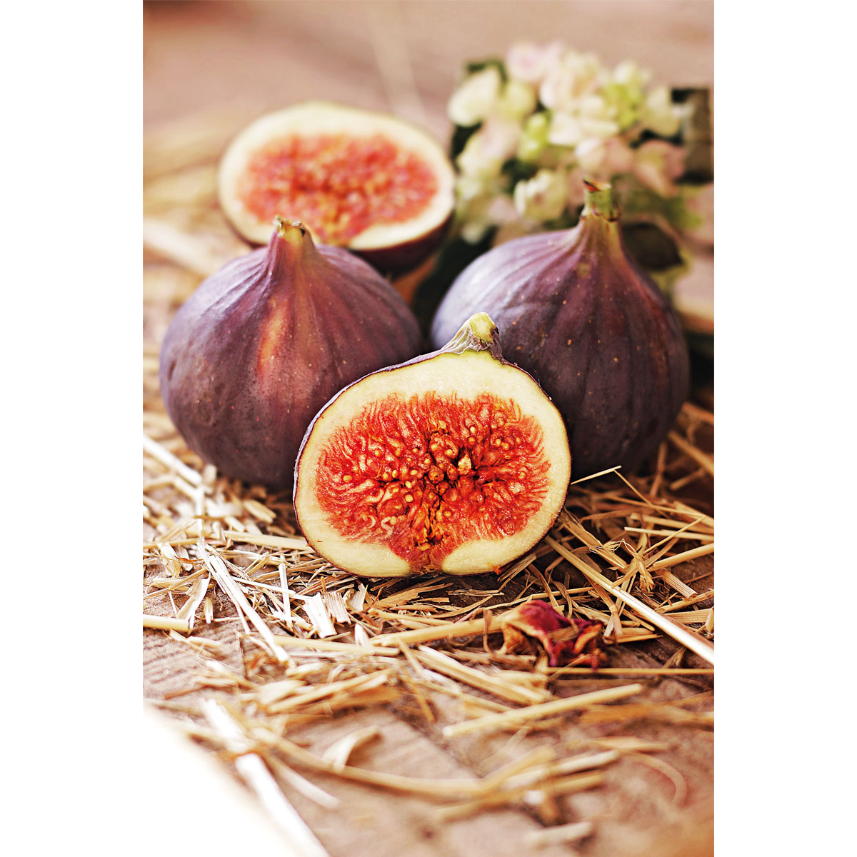 Plantiflor  Feigenbaum im Topf Durchmesser 20 cm Bild 2