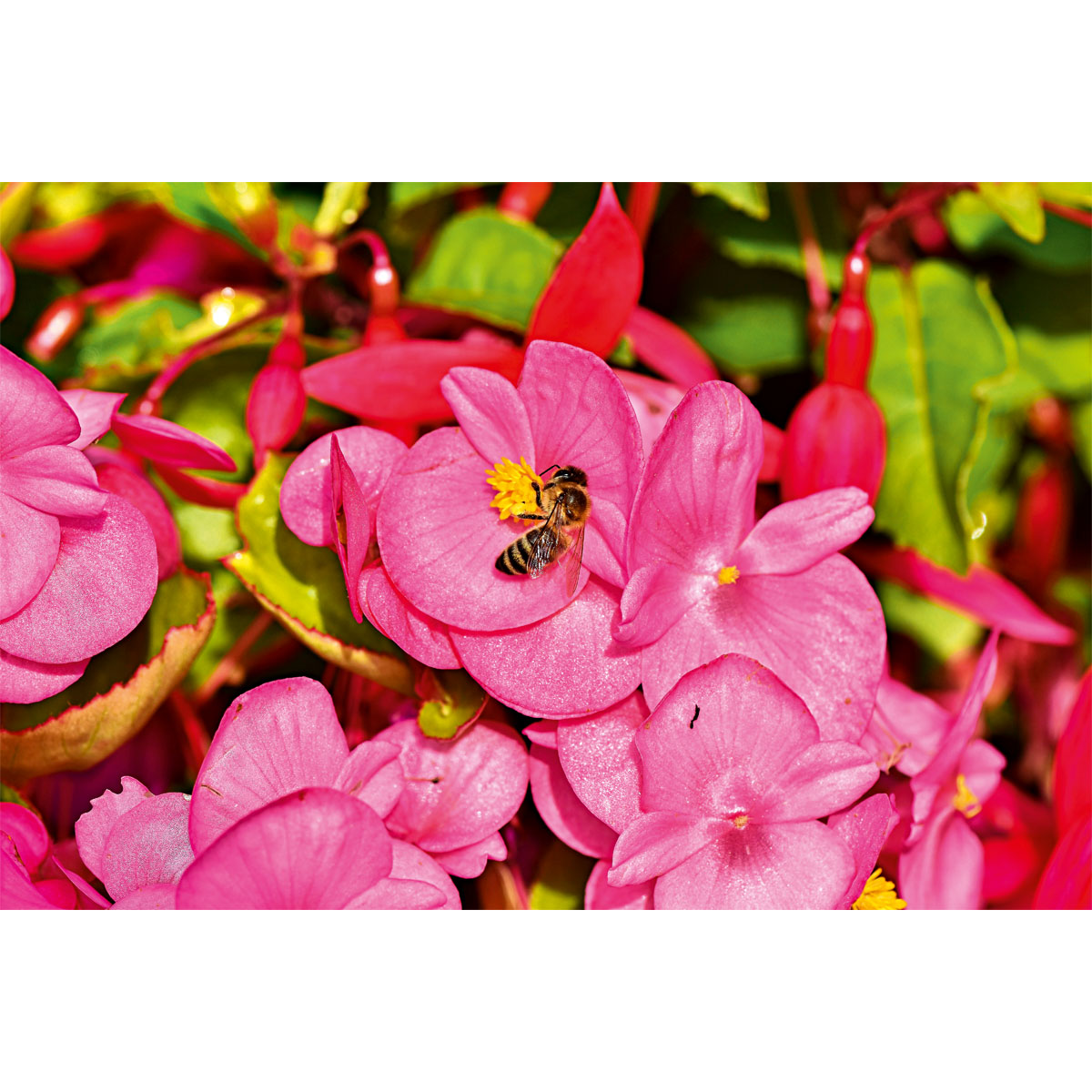 Plantiflor  Begonie Durchmesser 13 cm Bild 3