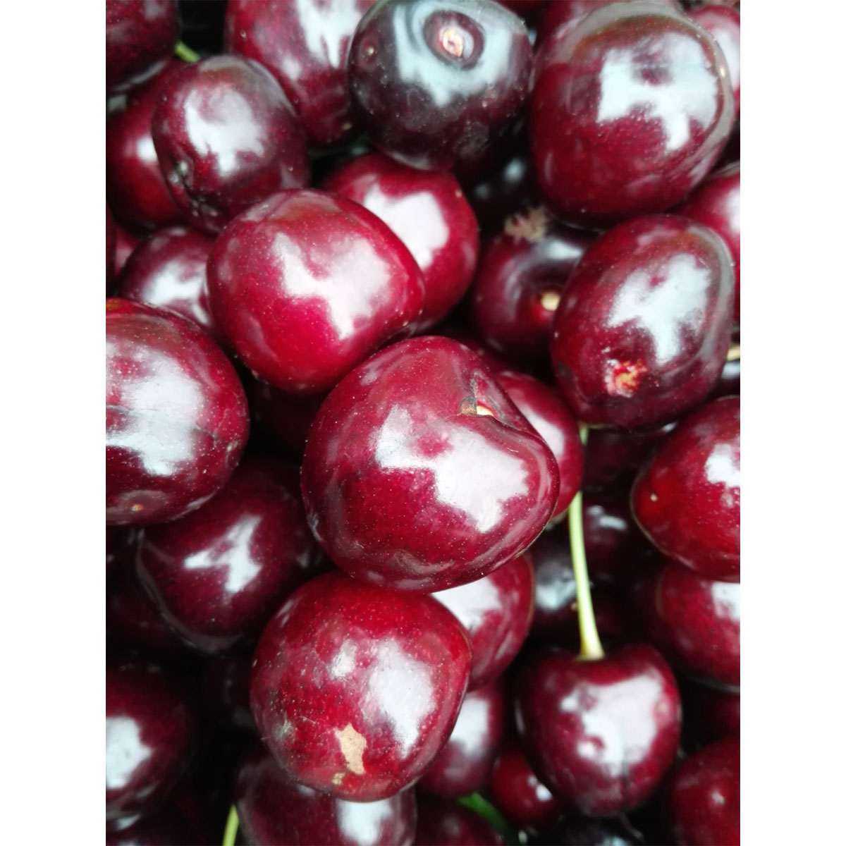 Zwerg-Kirsche Kordia