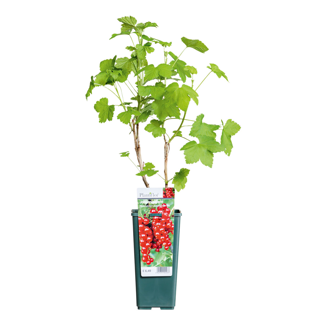 Plantiflor  Johannisbeerstrauch rot im Topf Durchmesser 17 cm Bild 1