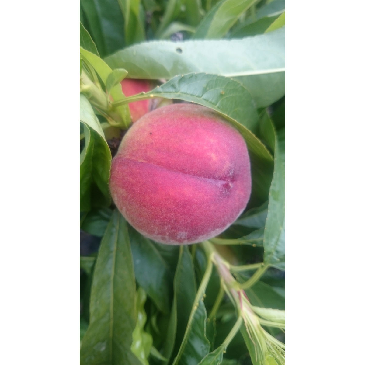 Zwergpfirsich Bonanza Pr Pumila