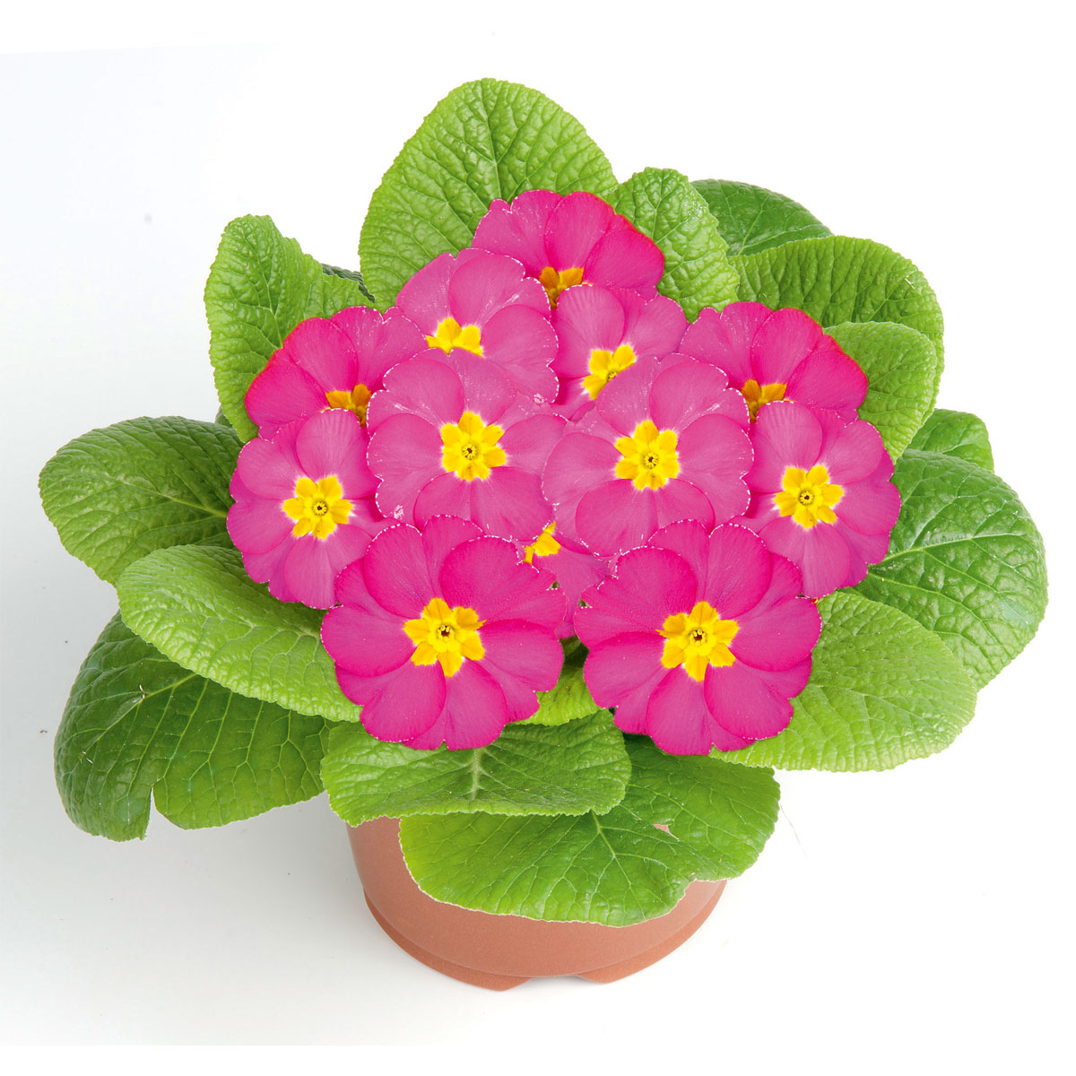 Plantiflor  Primel Topf Durchmesser 10,5 cm Bild 4