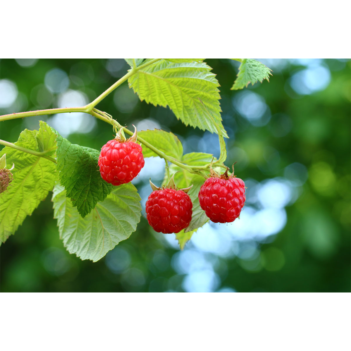 Plantiflor Himbeere ZEFA 3 Herbsternte Topf Durchmesser 17 cm