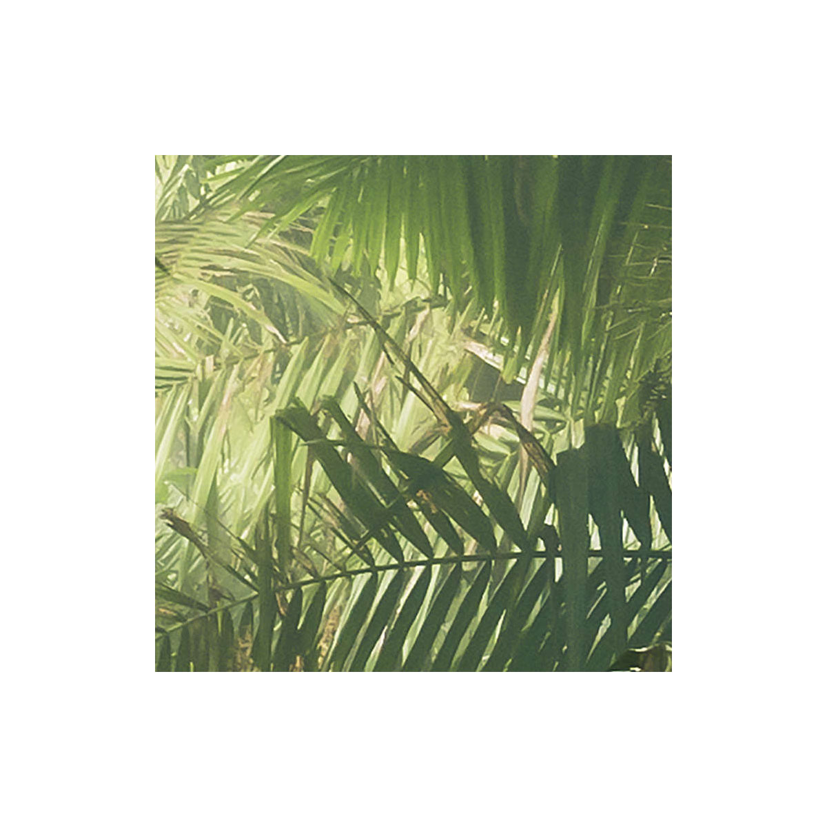 Komar  Vlies Fototapete Tropenwelten 500x250 cm Bild 5