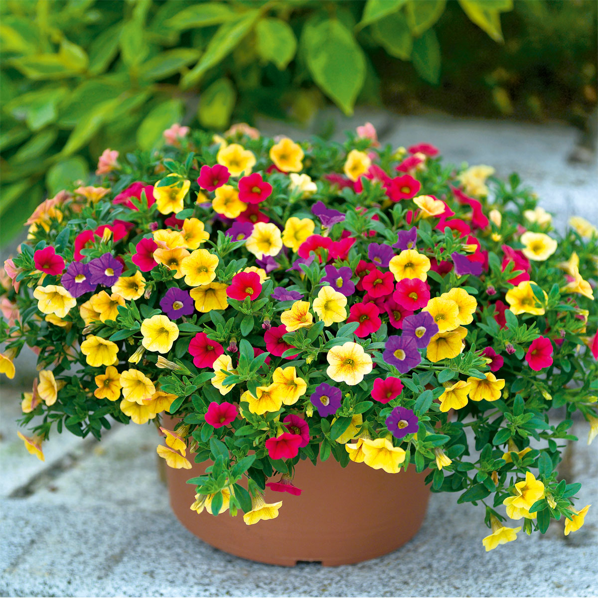 Plantiflor  Zauberglöckchen dreifarbig Topf Durchmesser 12 cm Bild 4