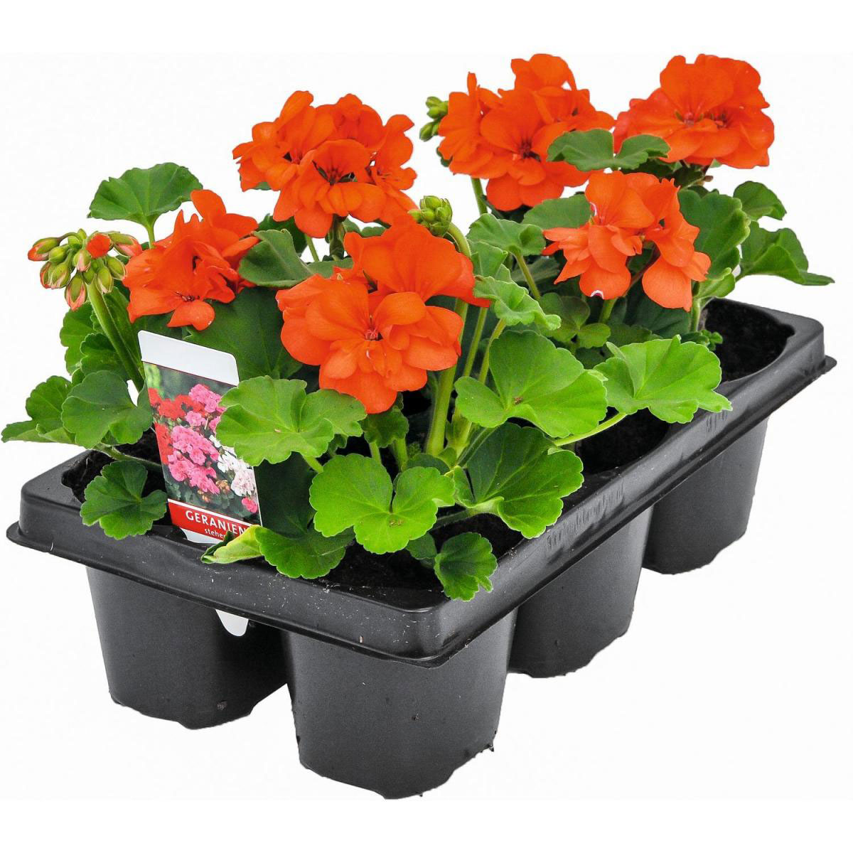 Plantiflor  Geranie Pelargonium zonale/peltatum 6er Pack versch Farben Bild 1
