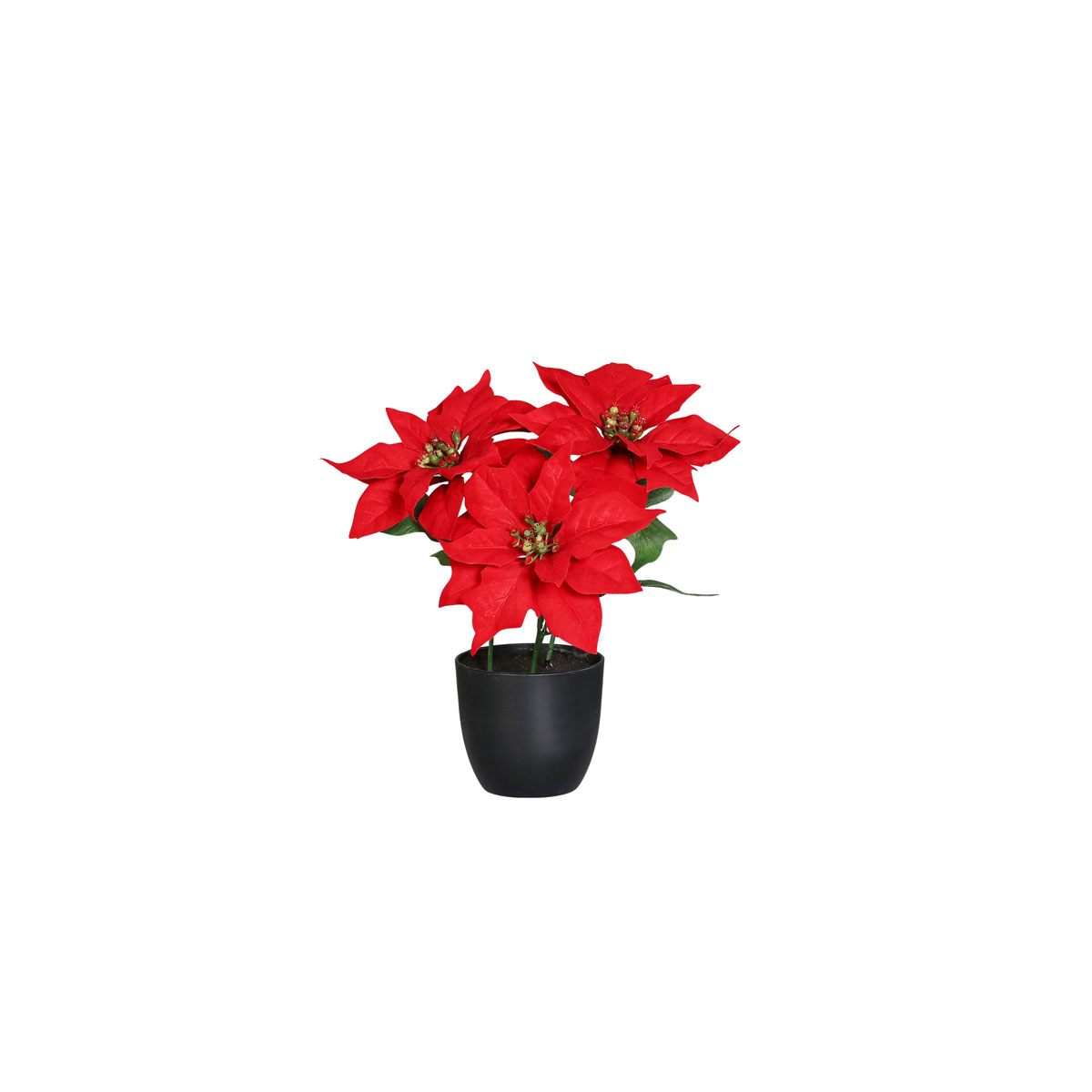 Poinsettia im schwarzen Kunststofftopf rot 27 cm mit 3 Blüten velvet Touch