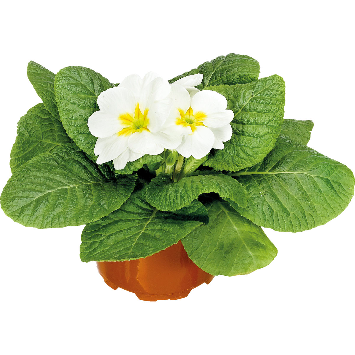 Plantiflor  Primel Topf Durchmesser 9 cm Bild 3