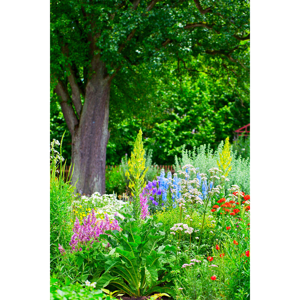 Plantiflor  Stauden Topf- Durchmesser 17 cm