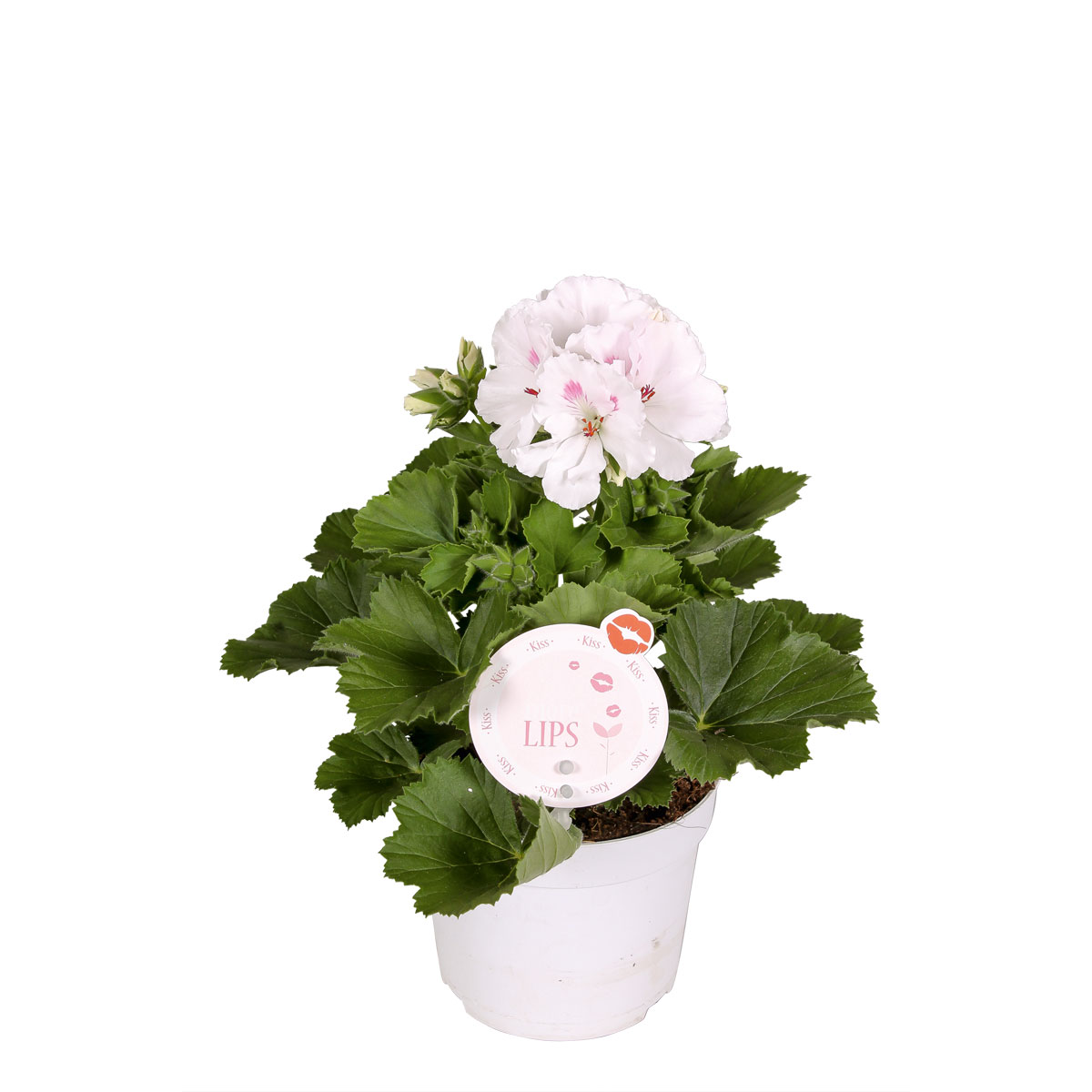 Plantiflor  Edelgeranie Topf- Durchmesser 12 cm Bild 3