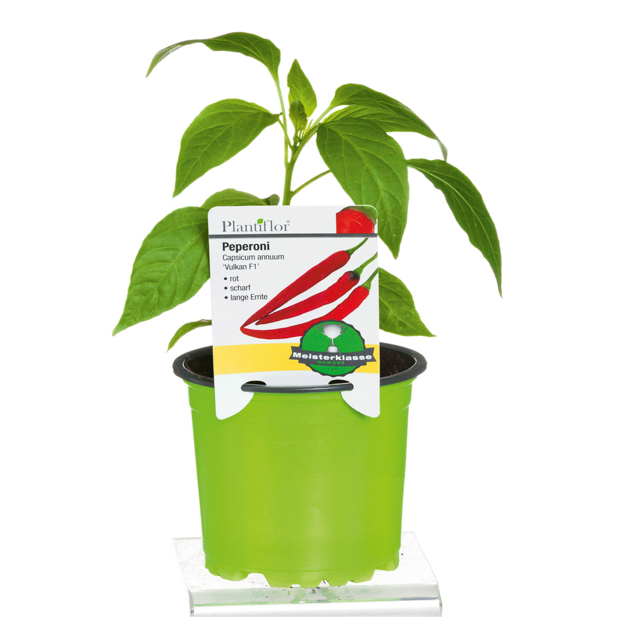 Plantiflor  Meisterklasse Peperonie Vulkan Topf Durchmesser 11 cm Bild 1