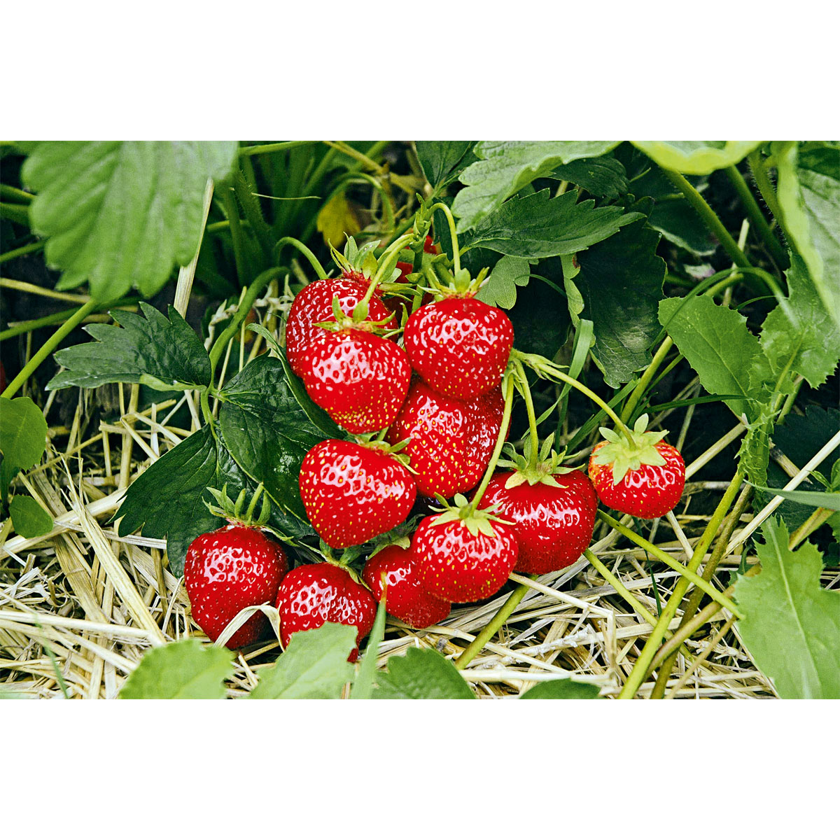 Plantiflor  Erdbeeren verschiedene Sorten 10er-Pack Bild 3