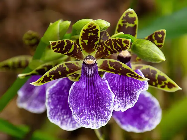 Lila Orchideenblüten mit gefleckten Blättern blühen in einem grünen, unscharfen Hintergrund.
