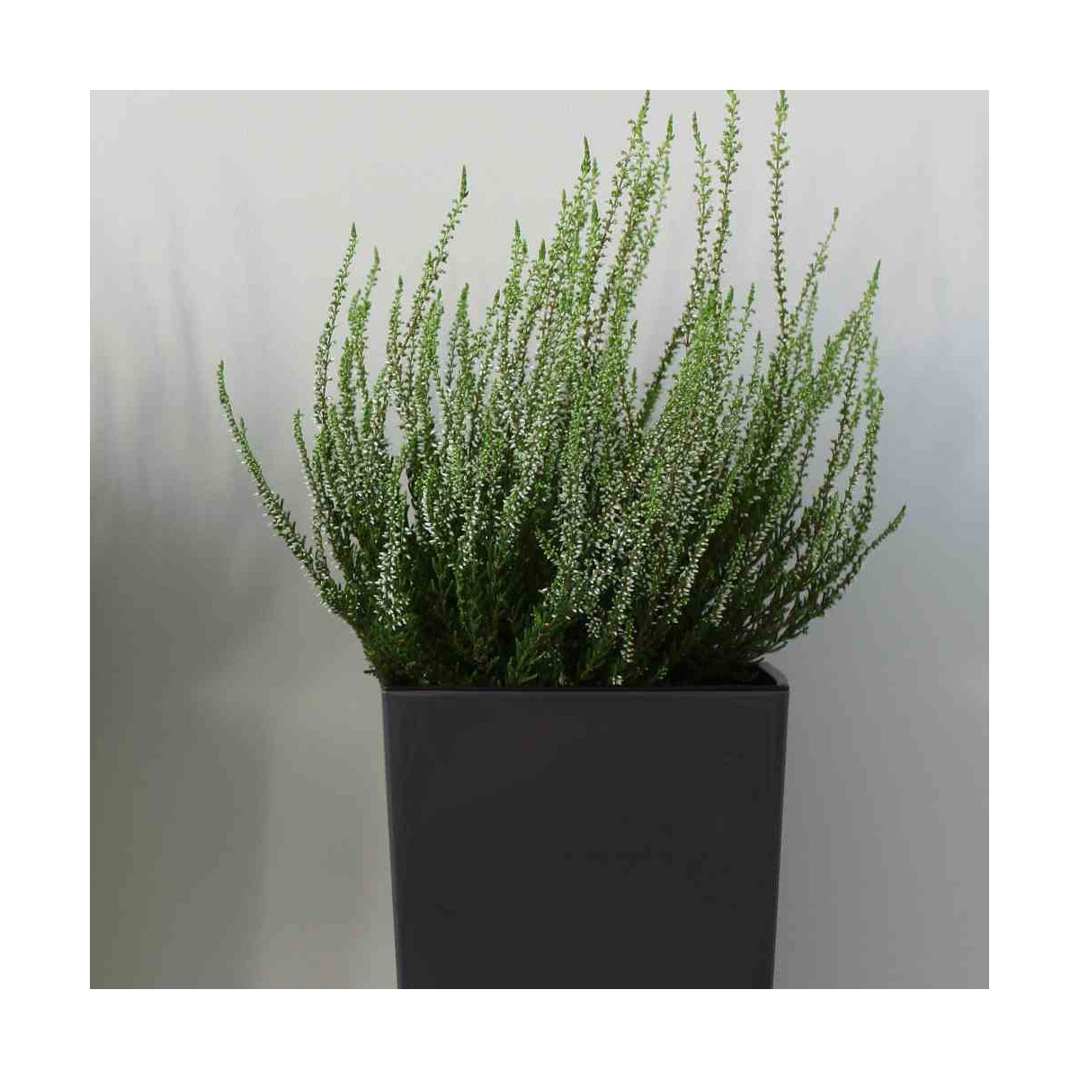 Siena Garden Pflanzgefäß Brest 40 x 40 x 41,5 cm anthrazit Hochglanzoptik Bild 3