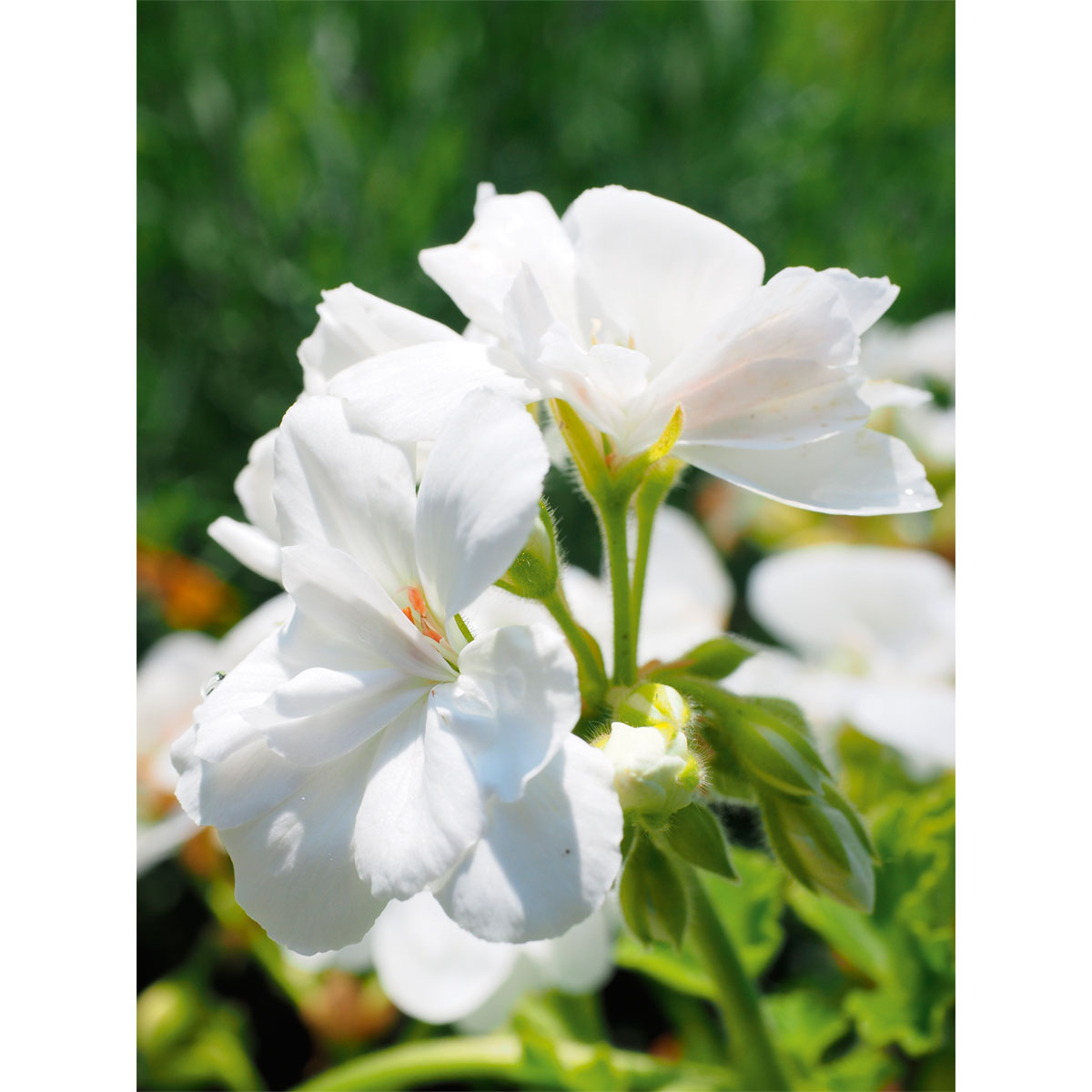 Geranie hängend verschieden Farben Topf Durchmesser 12 cm Bild 2