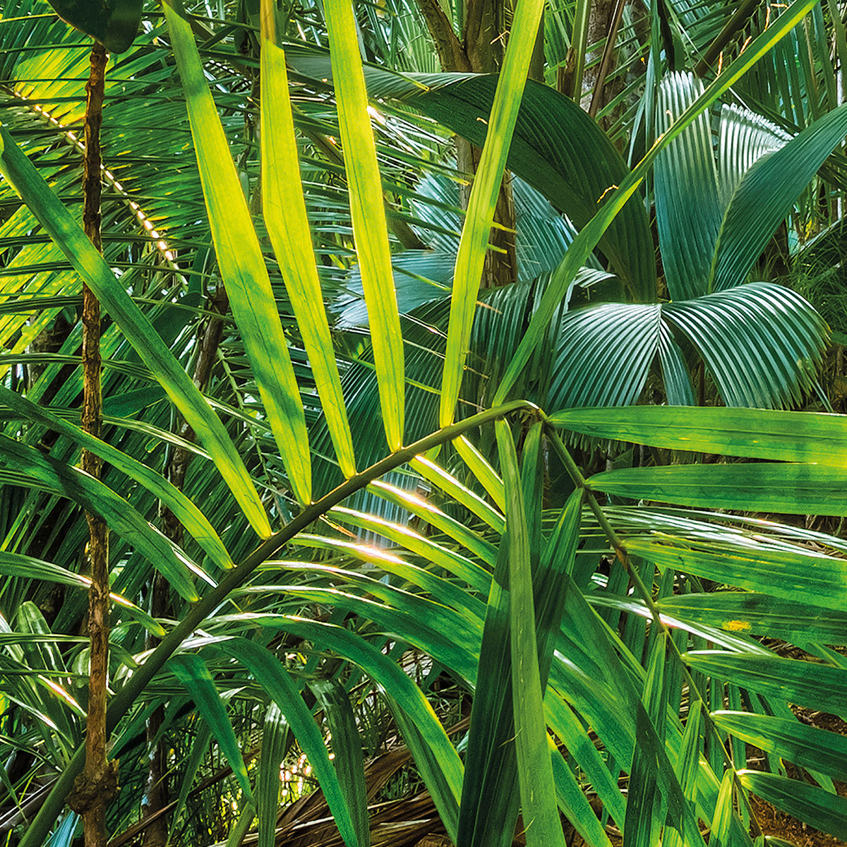 Komar  Papier Fototapete Jungle Trail 368x254 cm Bild 5