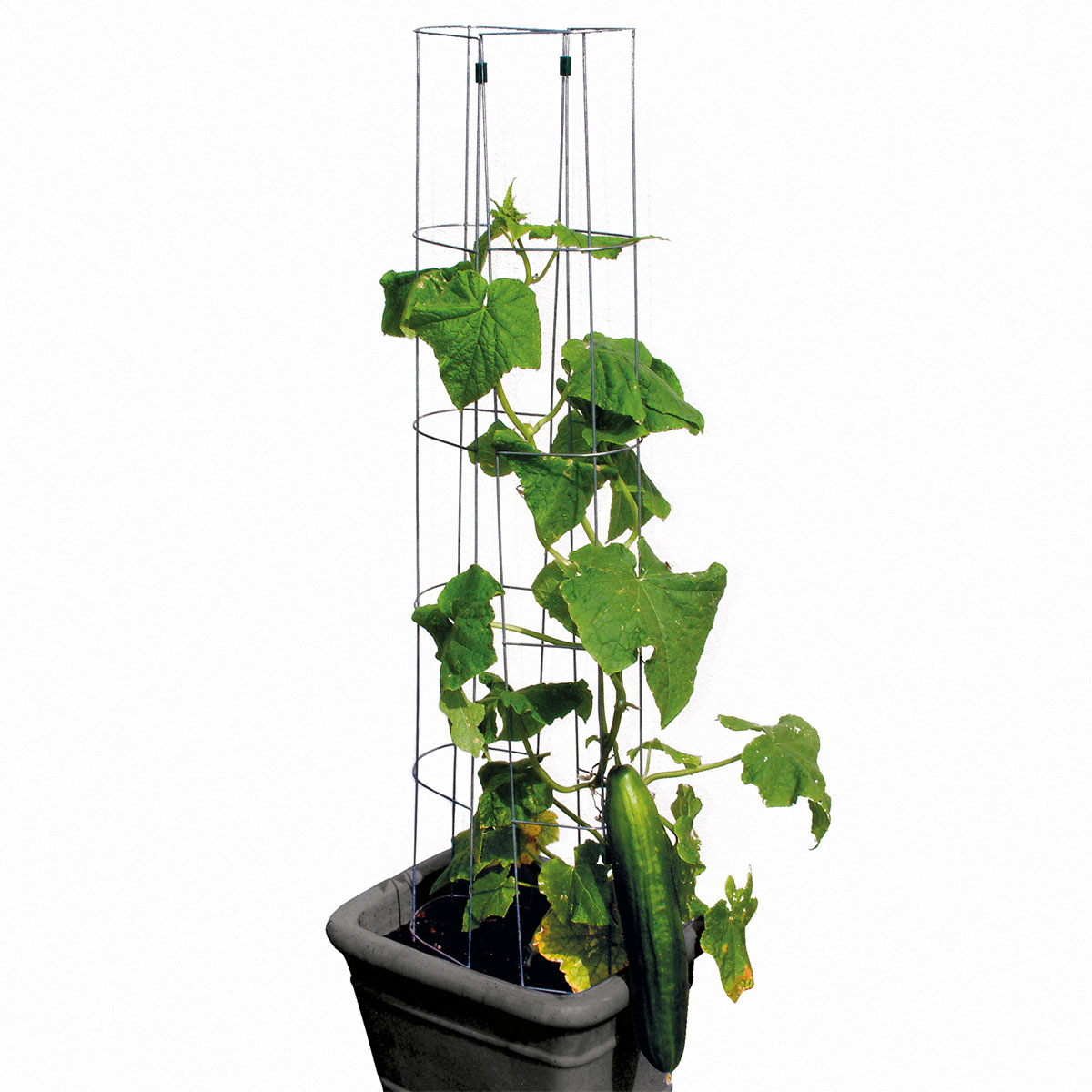 Gurkenturm 120 cm Bild 7