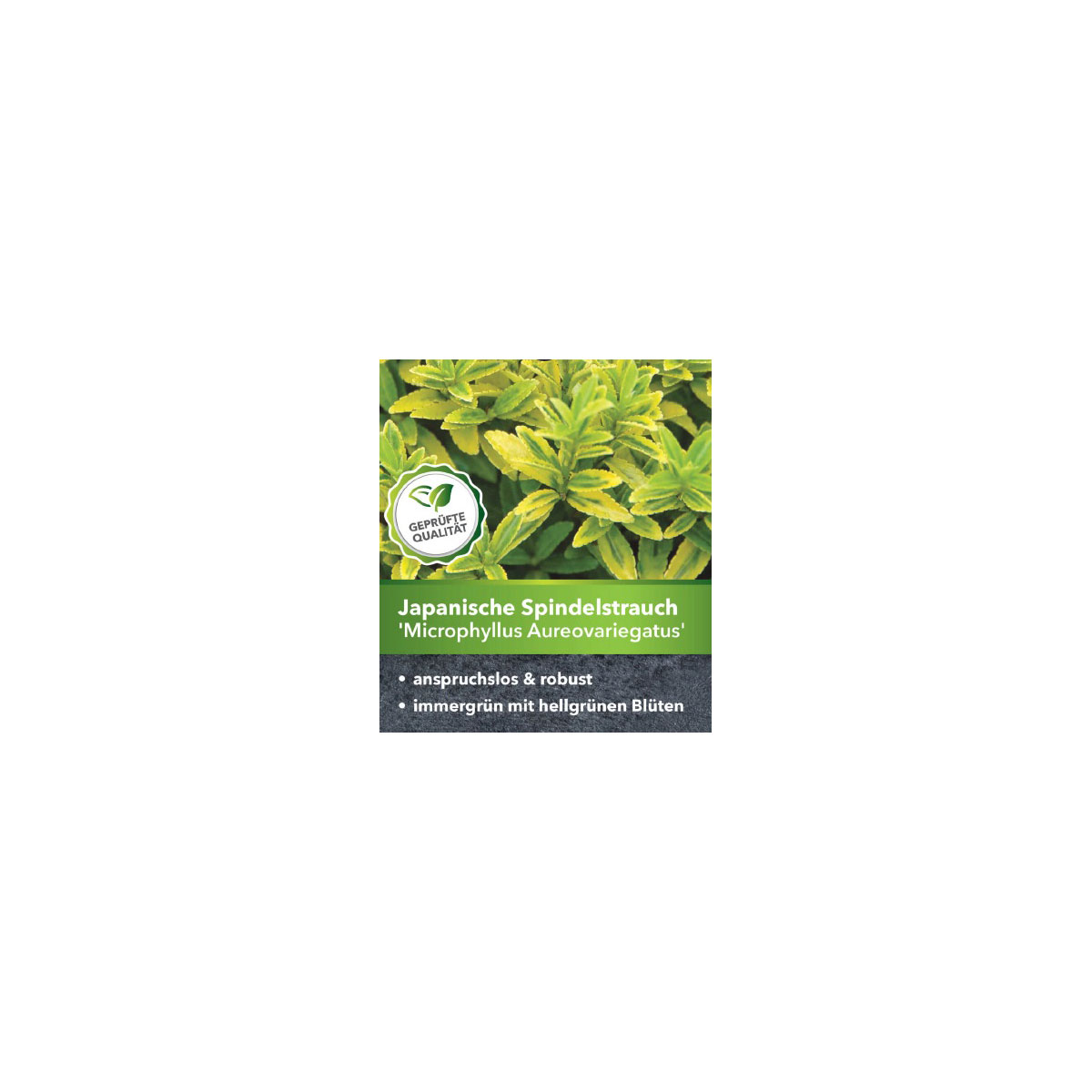 Plantiflor Gelbbunte Japanspindel Aureovariegatus Topf Durchmesser 15 cm