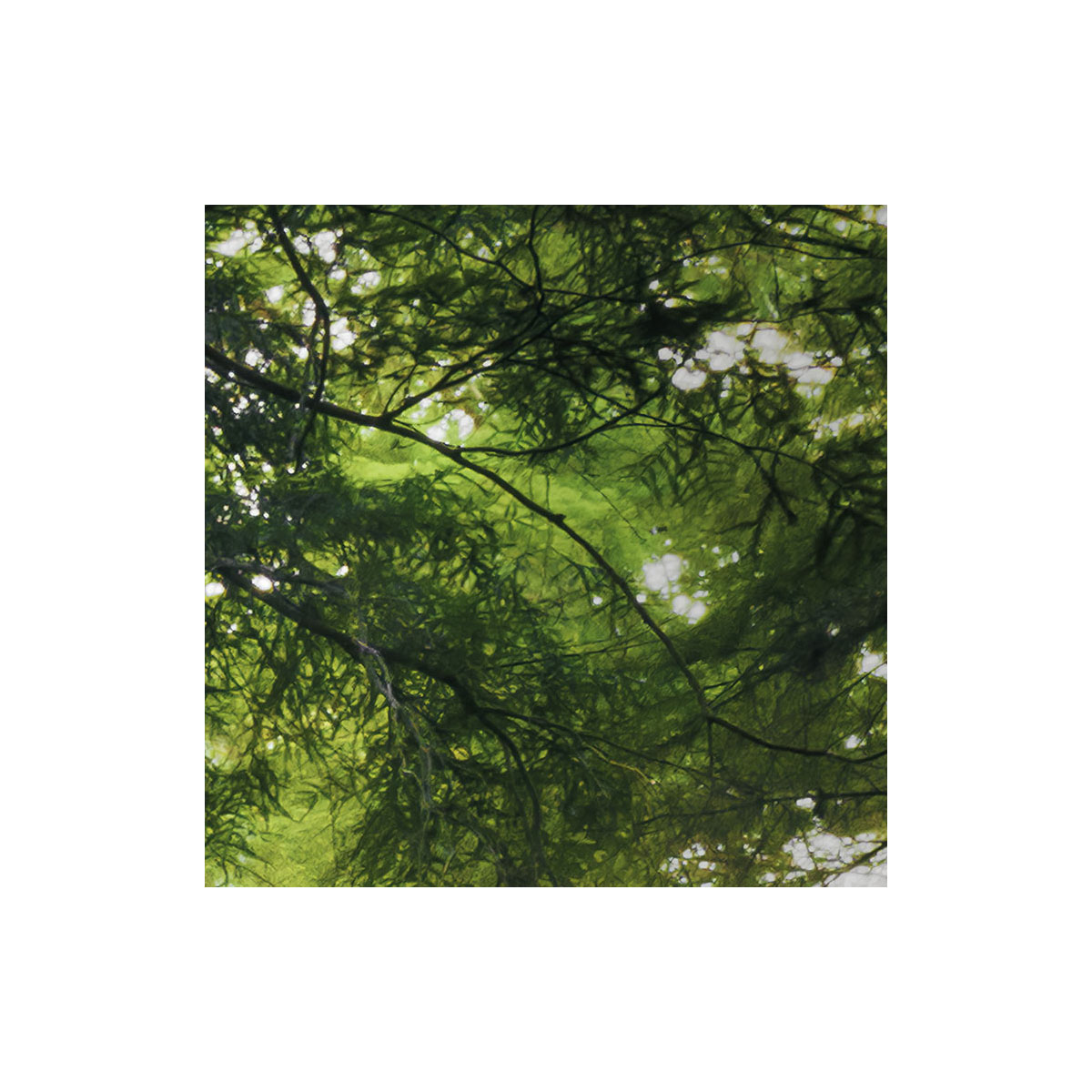 Komar  Vlies Fototapete Goblins Woods 250x280 cm Bild 6