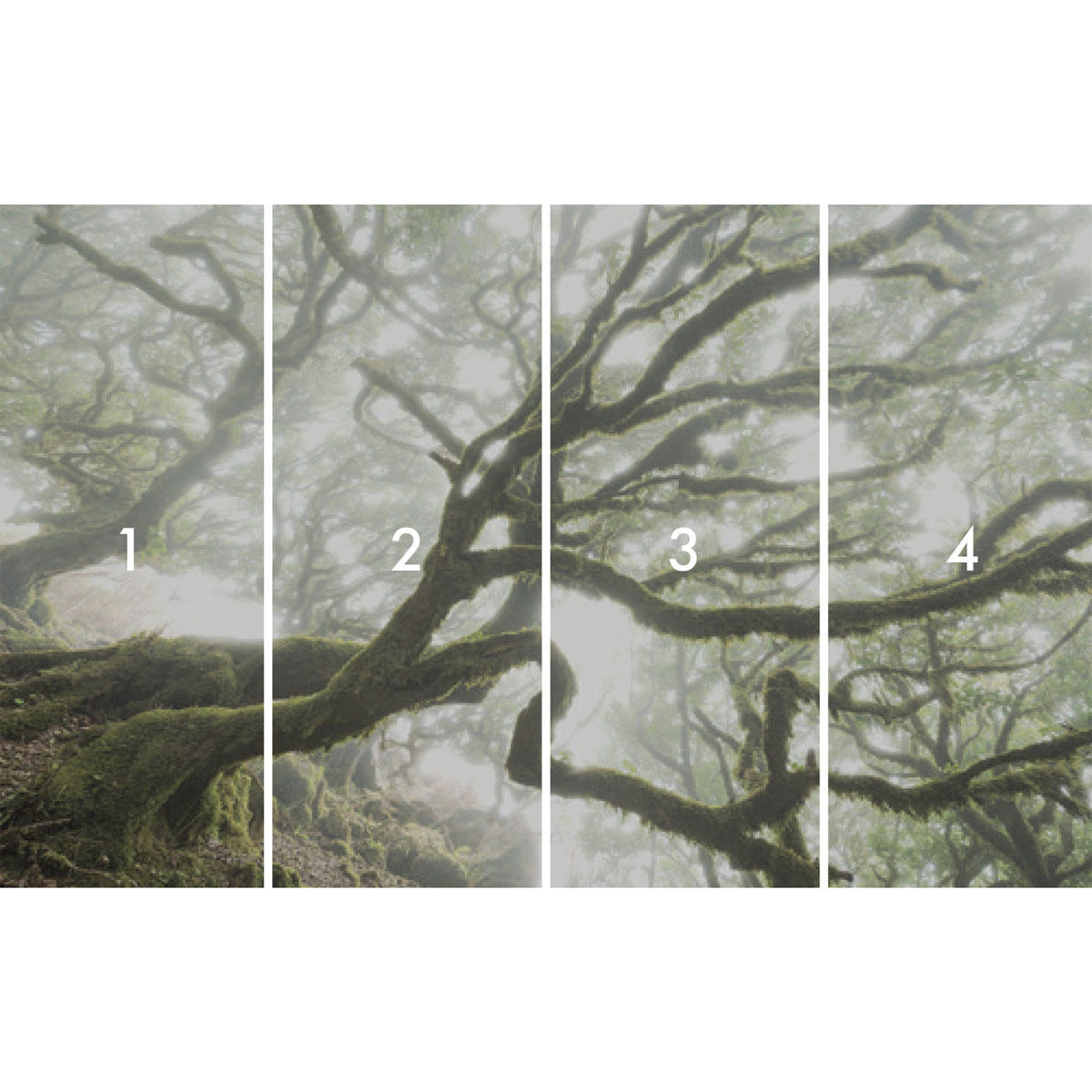 Komar  Vlies Fototapete The Forgotten Forest 400x250 cm Bild 3