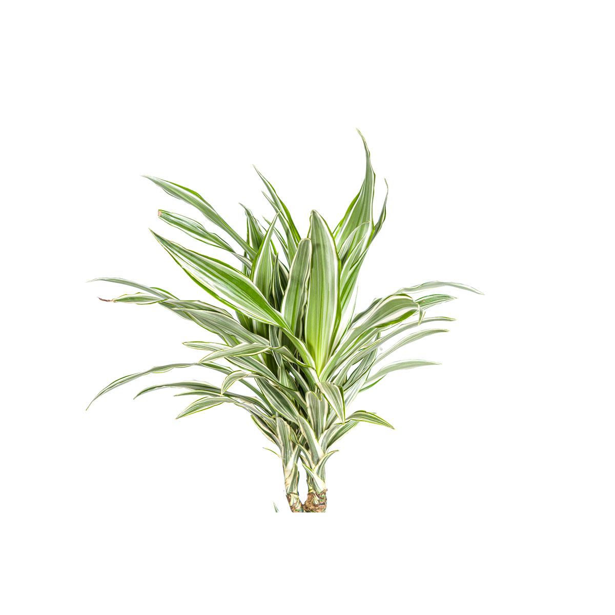 Duftender Drachenbaum „White Stripe“, Topf Ø 24 cm Bild 3