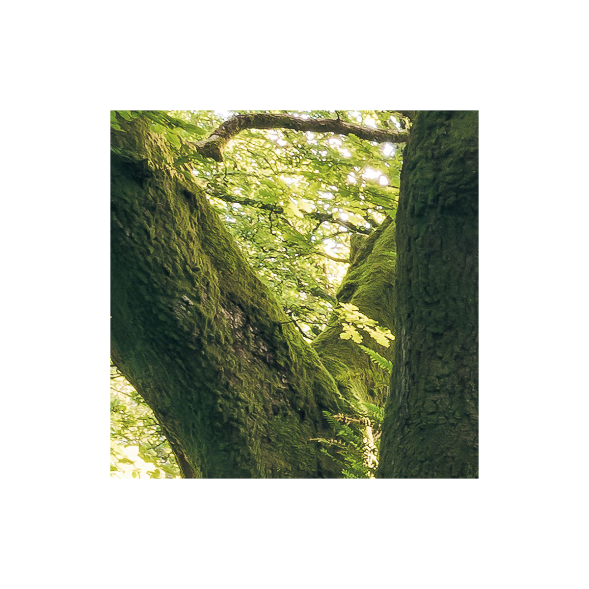 Komar  Vlies Fototapete Mystic Path 400x250 cm Bild 5