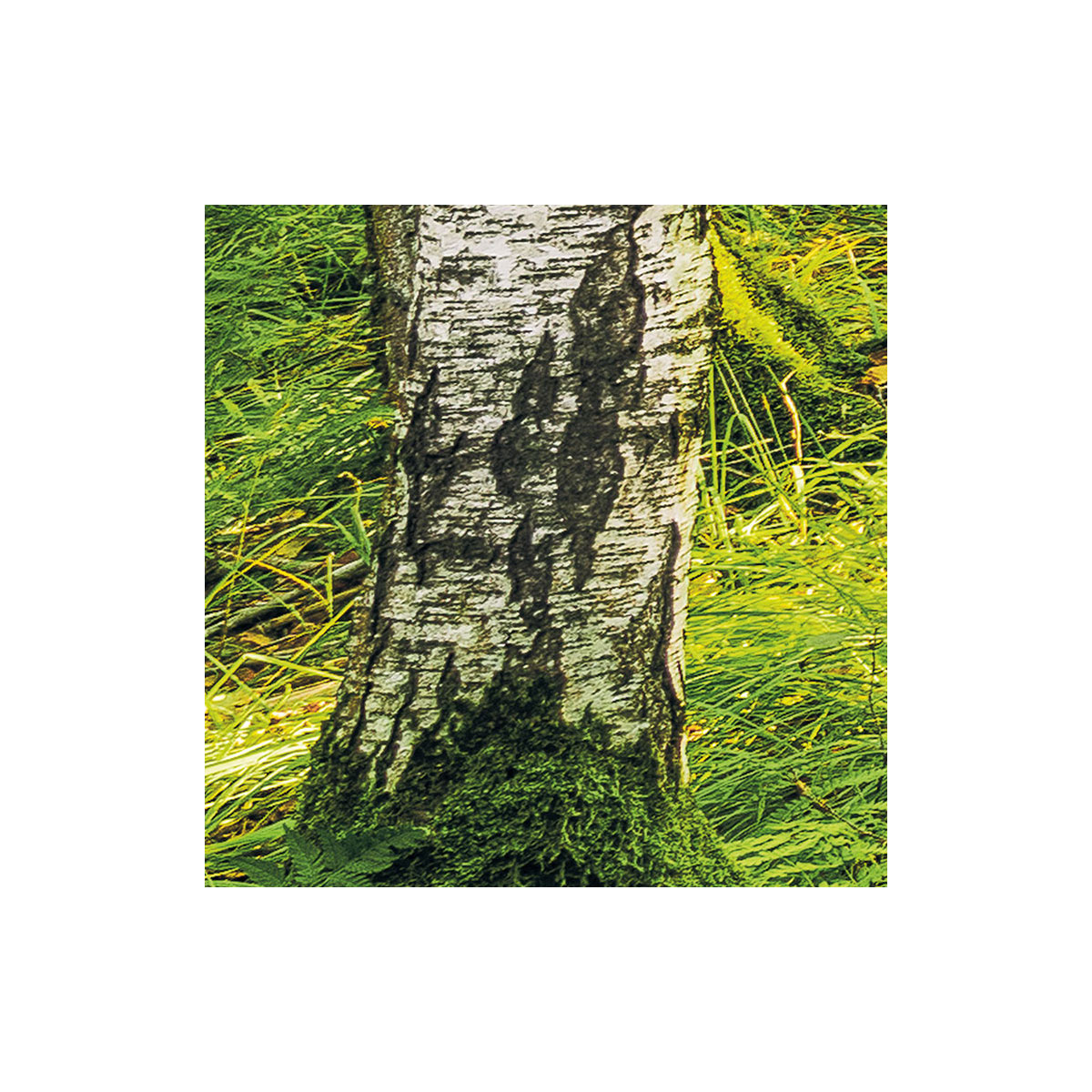 Komar  Vlies Fototapete Birch Trees 400x250 cm Bild 8