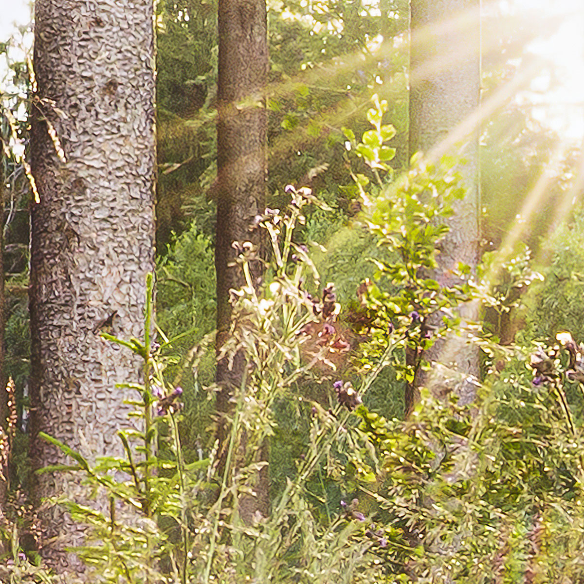 Komar  Vlies Fototapete Summer Glade 350x250 cm Bild 4