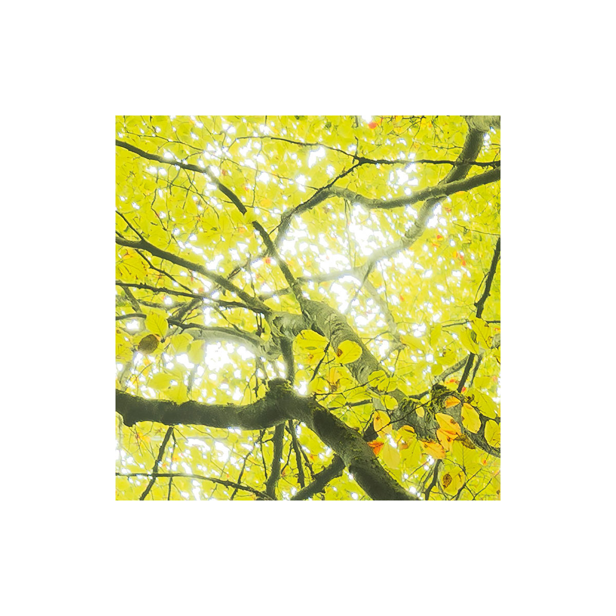 Komar  Vlies Fototapete Der Traumbaum 450x280 cm Bild 7