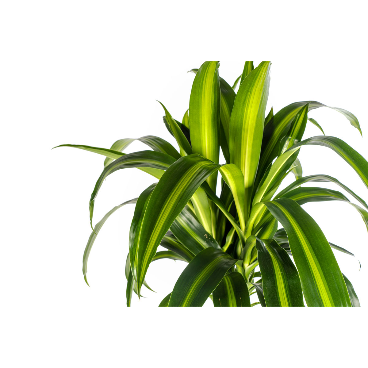 Duftender Drachenbaum „Hawaiian Sunshine“, Topf Ø 24 cm Bild 3