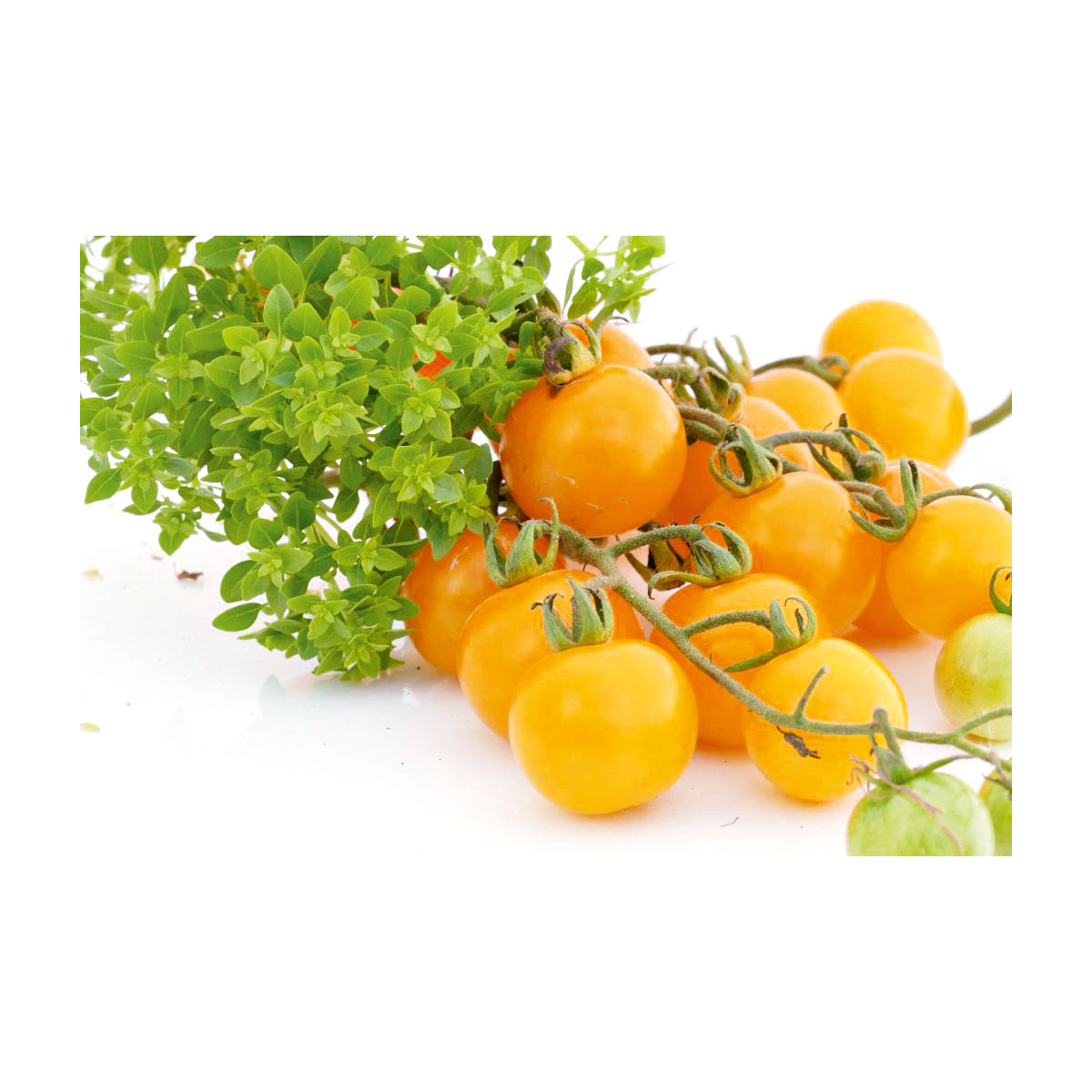 Plantiflor  Cocktail Tomate Sunviva Topf Durchmesser 11 cm