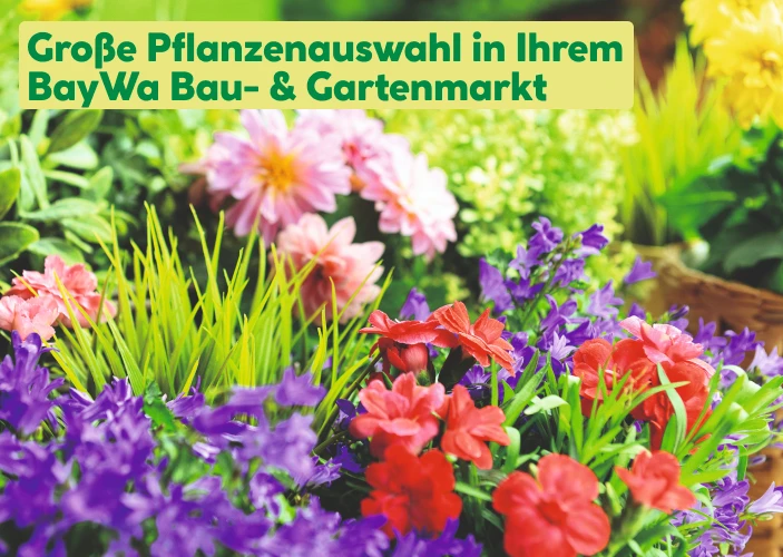 Pflanzenauswahl in unseren Märkten