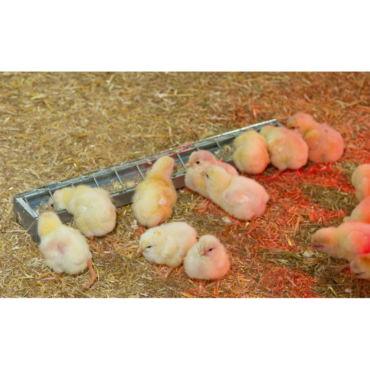 Kükentrog verzinkt 50 cm Bild 2