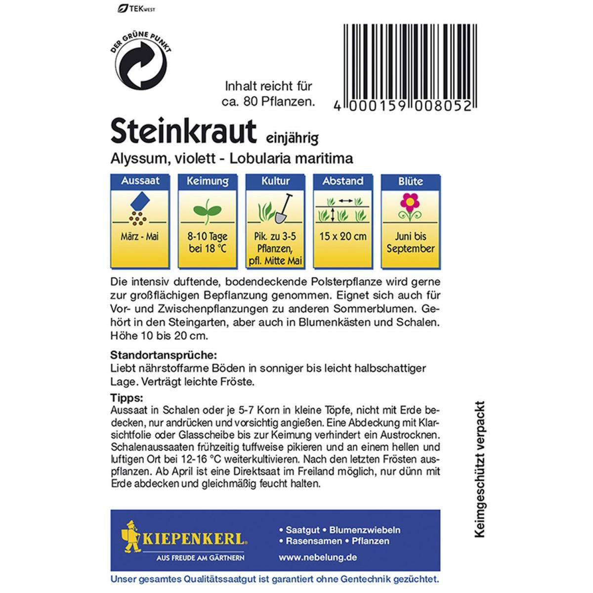 Kiepenkerl Steinkraut Alyssum violett Bild 2