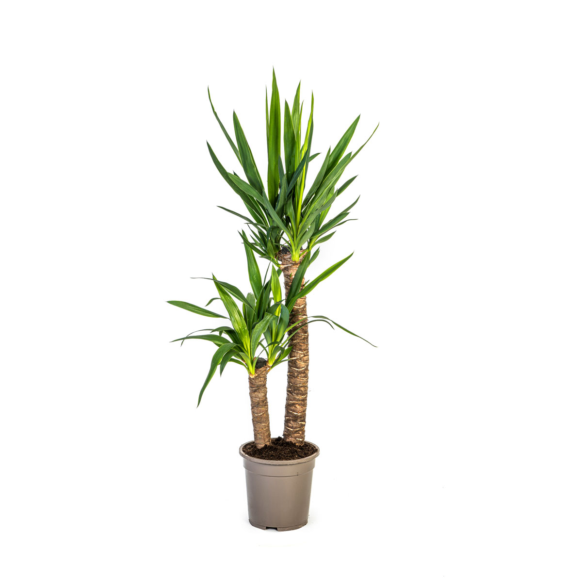 Yucca-Palme, Topf Ø 19 cm Bild 1