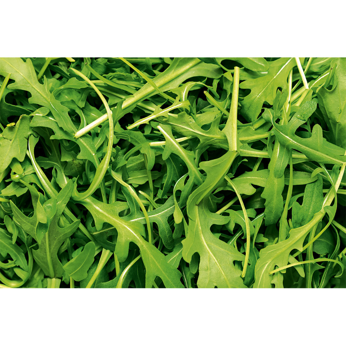 Plantiflor  Rucola Topf Durchmesser 12 cm