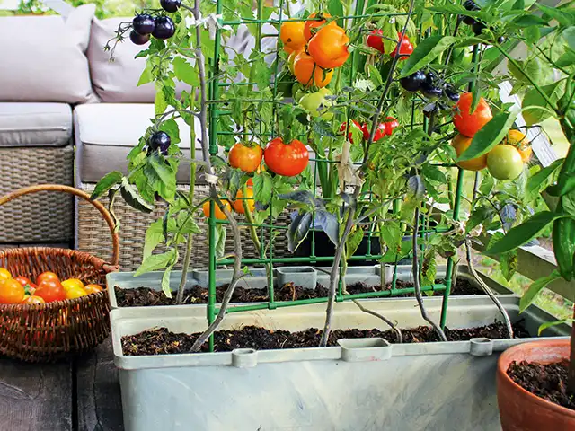 Tomatenpflanzen wachsen in Kästen mit reifen Früchten auf einer Terrasse neben einem Korb.