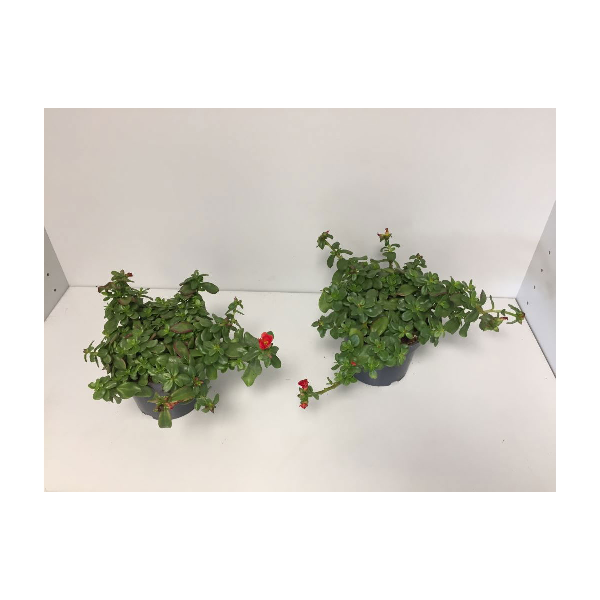 Plantiflor  Portulakröschen T13 versch Farben