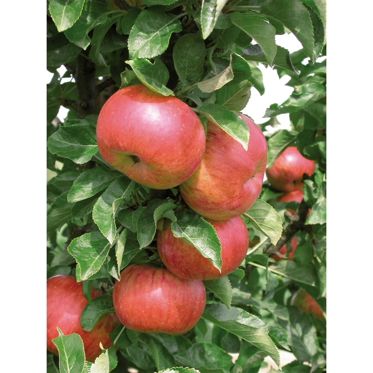 Säulenapfel Sonate MM 111