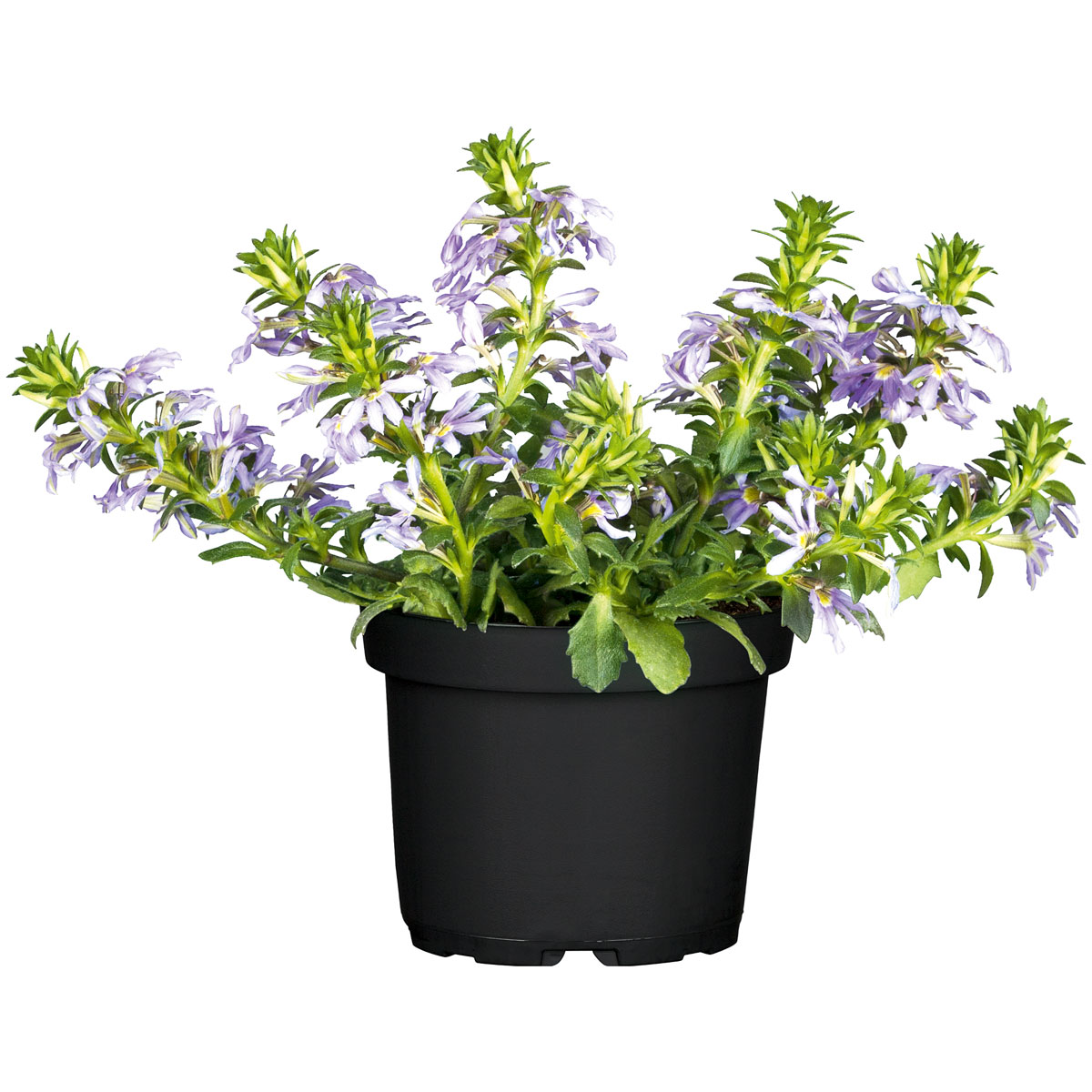 Plantiflor  Fächerblume Topf Durchmesser 13 cm Bild 1