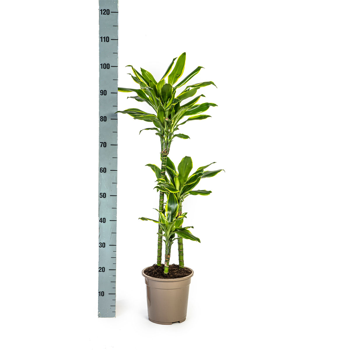 Duftender Drachenbaum „Golden Coast“, Topf Ø 21 cm Bild 2