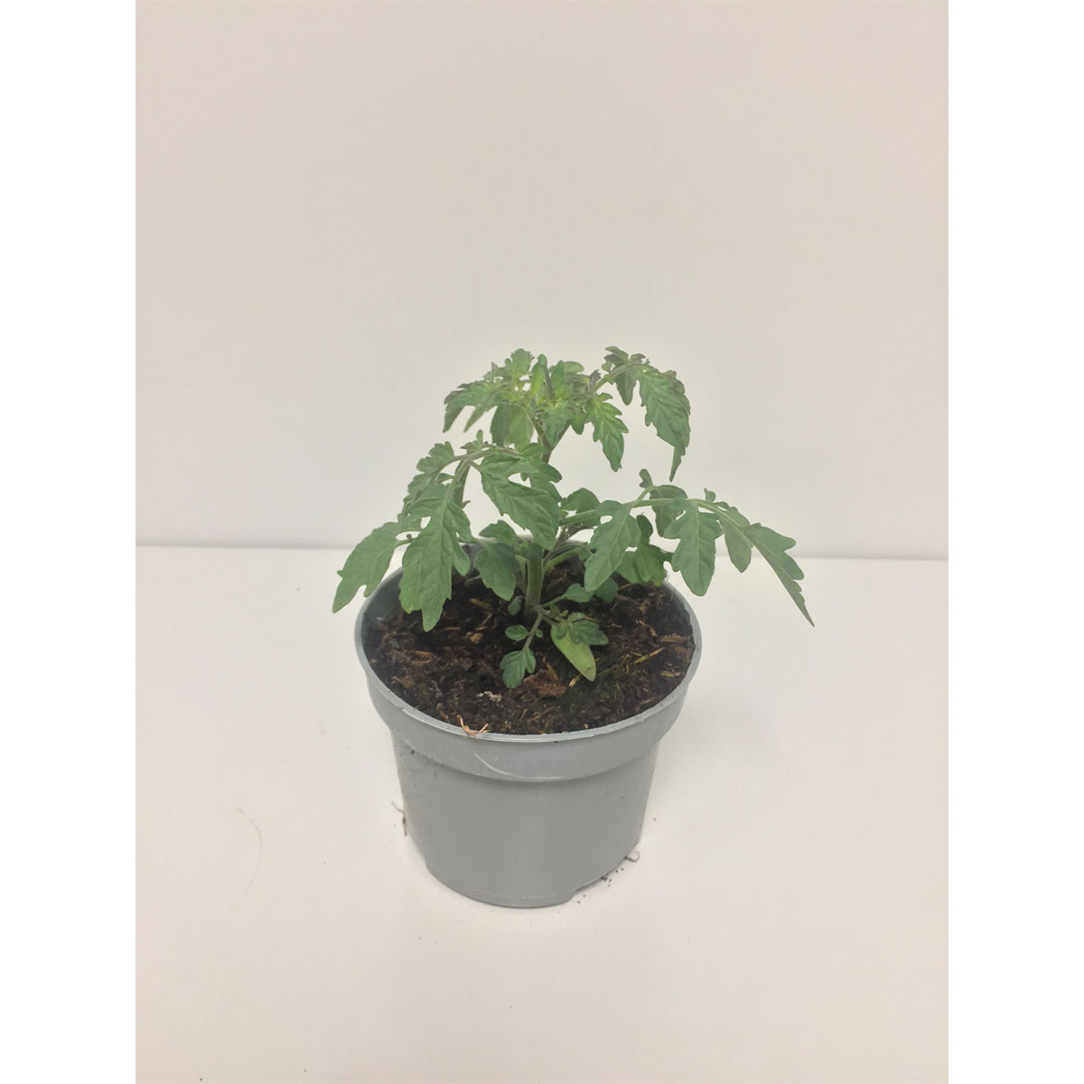 Tomate Perline Bio Antipasti Bild 1