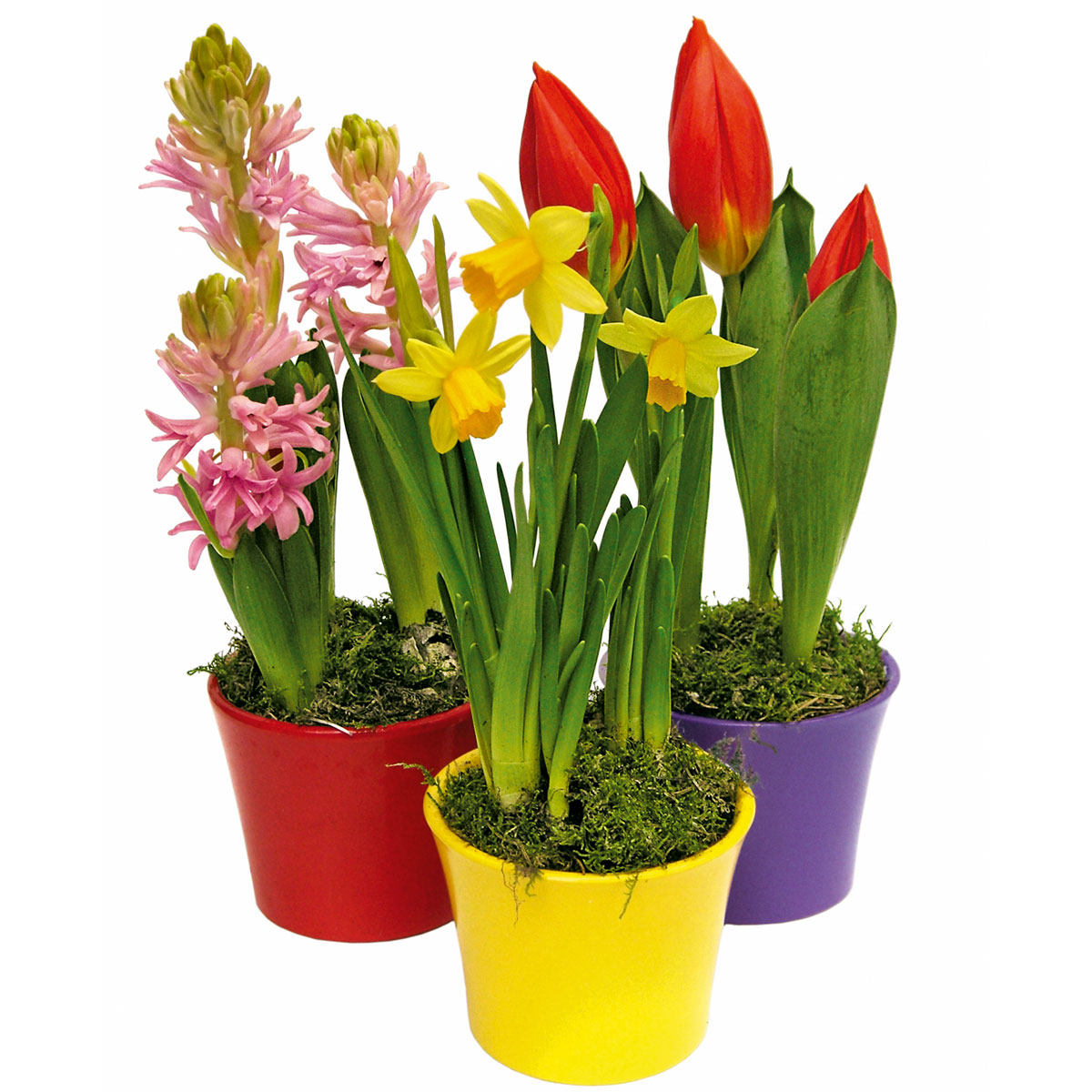 Plantiflor  Hyanzithe verschiedene Farben