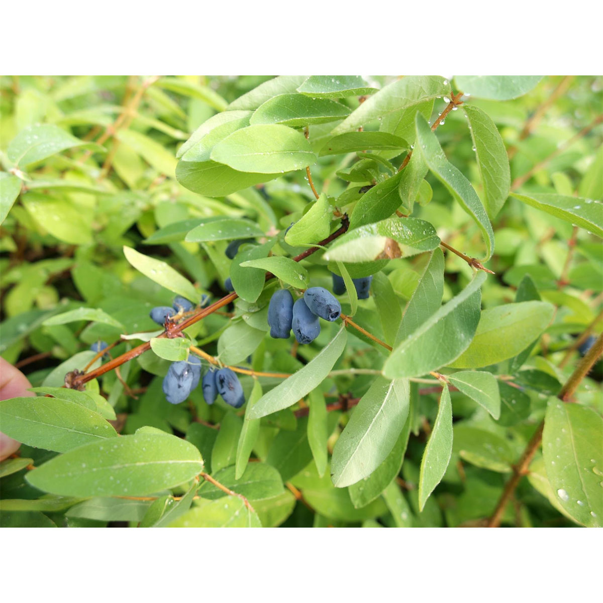 Plantiflor Sibirische Blaubeere Wilde Küche Topf Durchmesser 23 cm