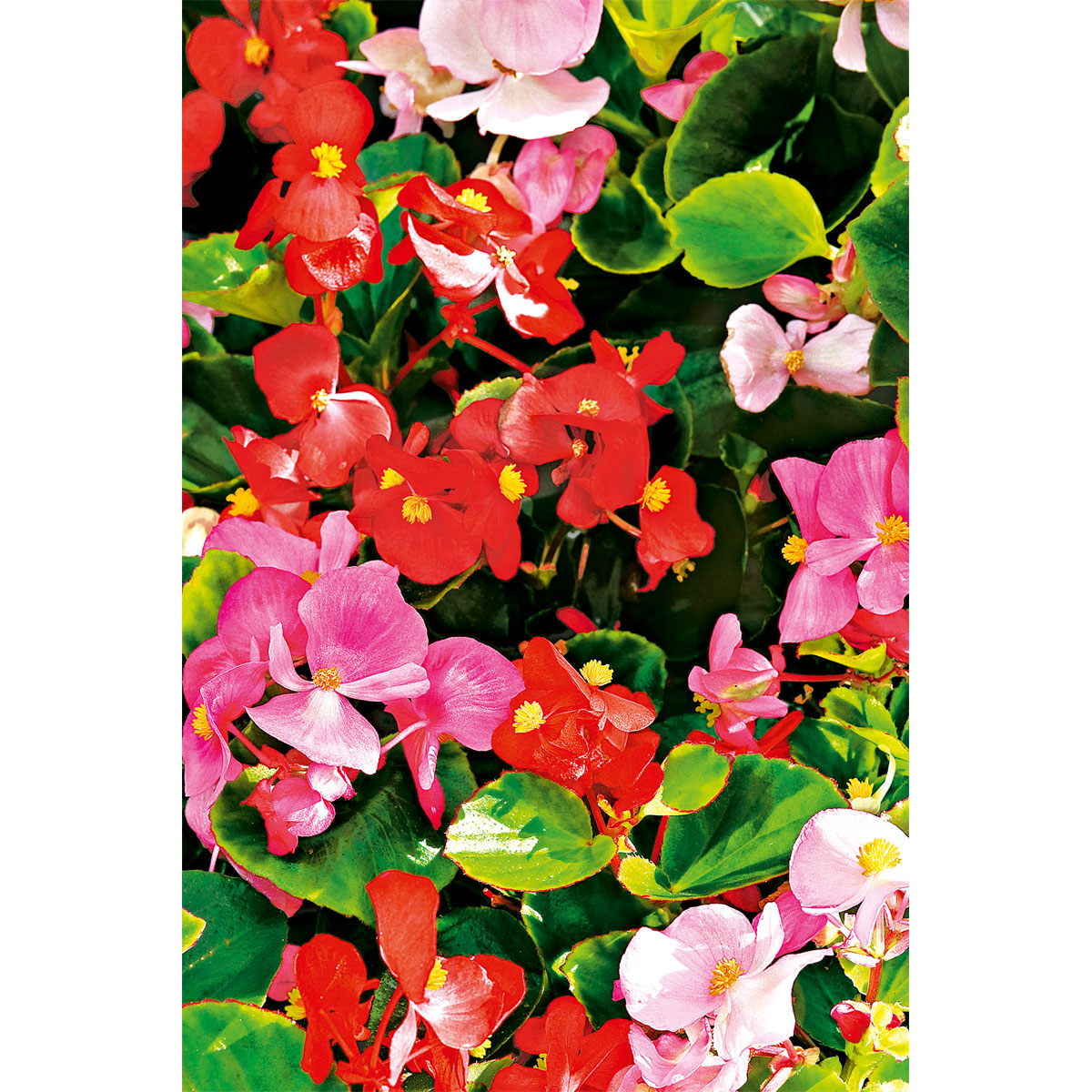 Plantiflor  Eisbegonie Topf Durchmesser 9 cm Bild 4