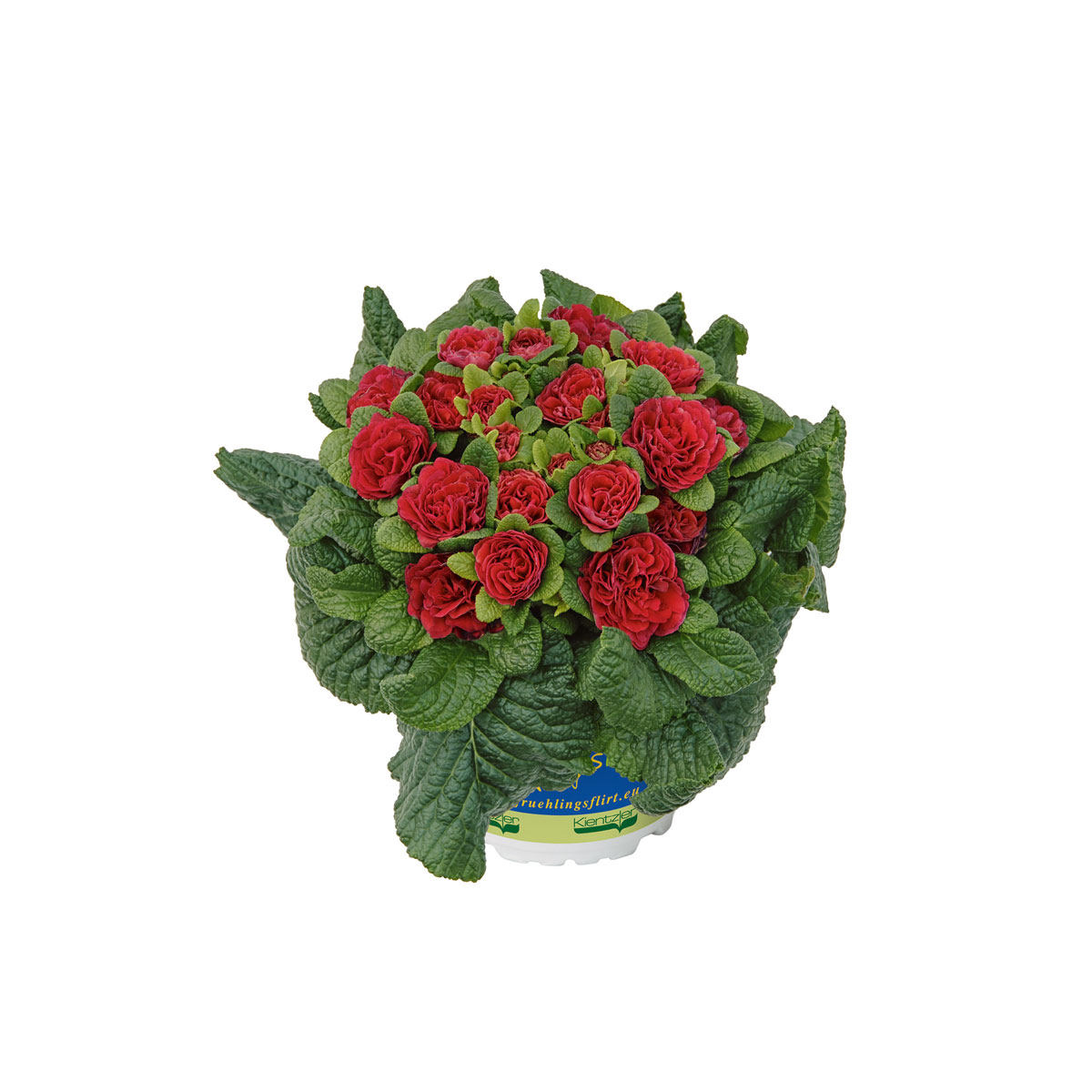 Plantiflor  Primula Belarina Topf Durchmesser 13 cm Bild 3