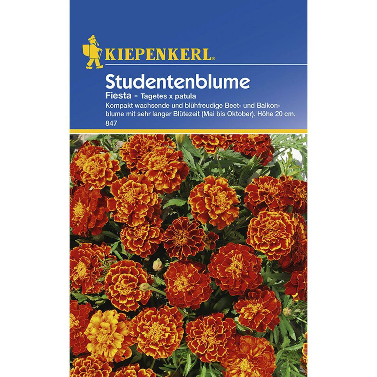 Kiepenkerl Tagetes x patula Fiesta