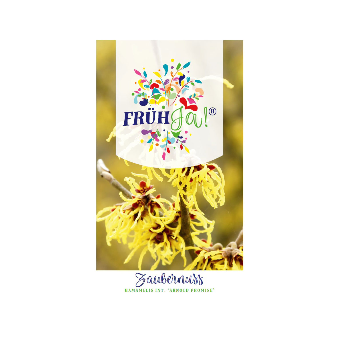 Plantiflor  Zaubernuss Arnold Promise Topf Durchmesser 23 cm