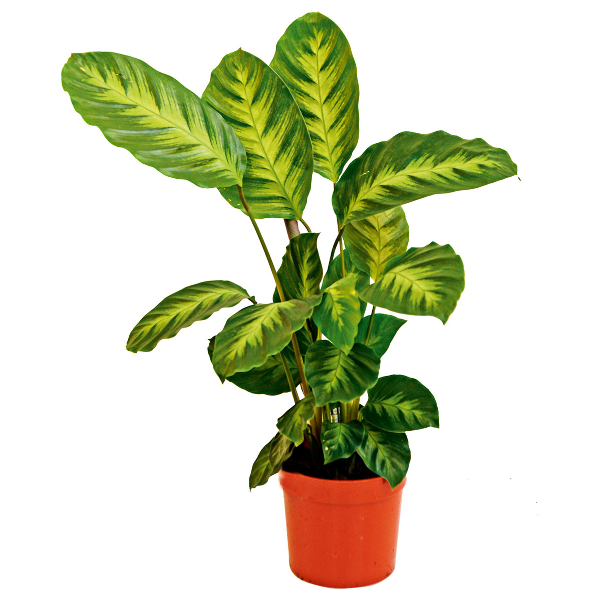 Plantiflor  ZGRÜ Calathea Mix T19 in Sorten