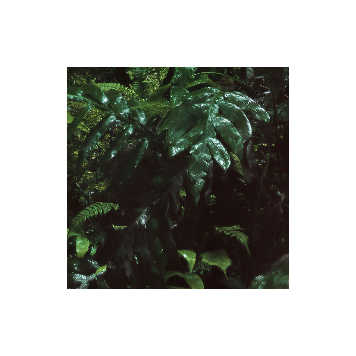 Komar  Vlies Fototapete Secret Veil 450x280 cm Bild 7